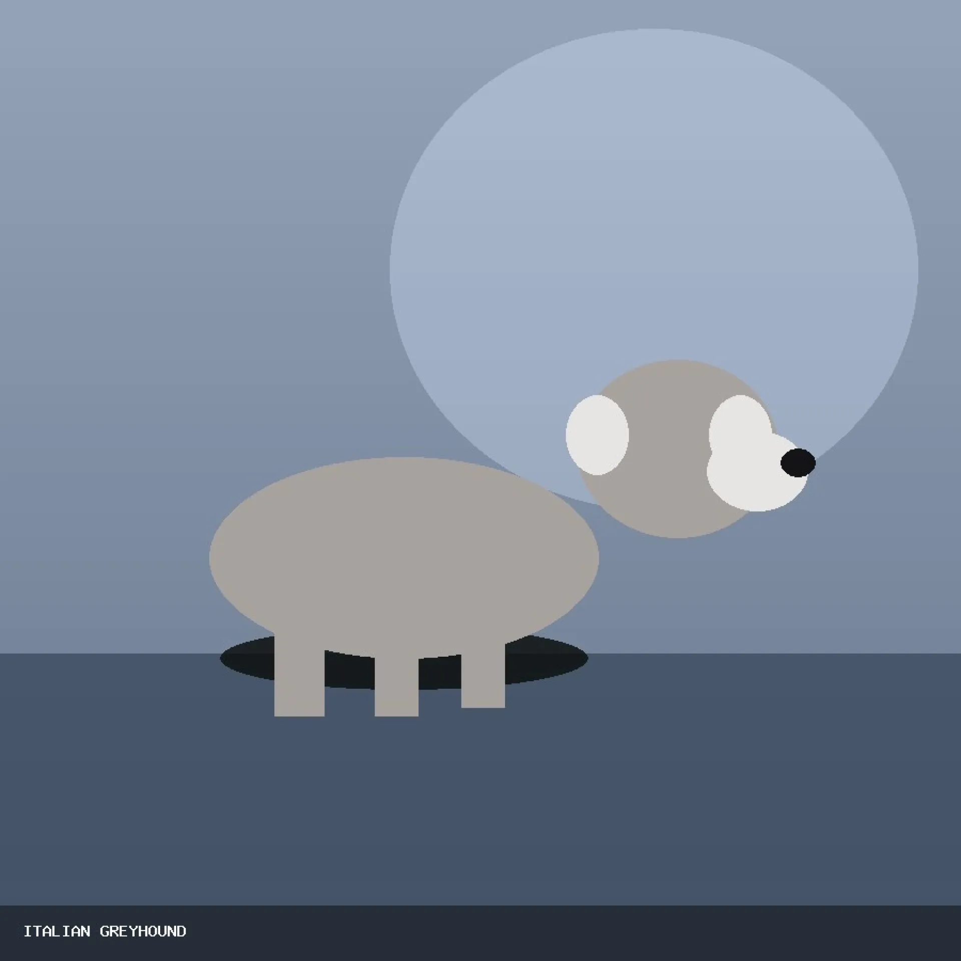 DAM ITALIAN GREYHOUND 25