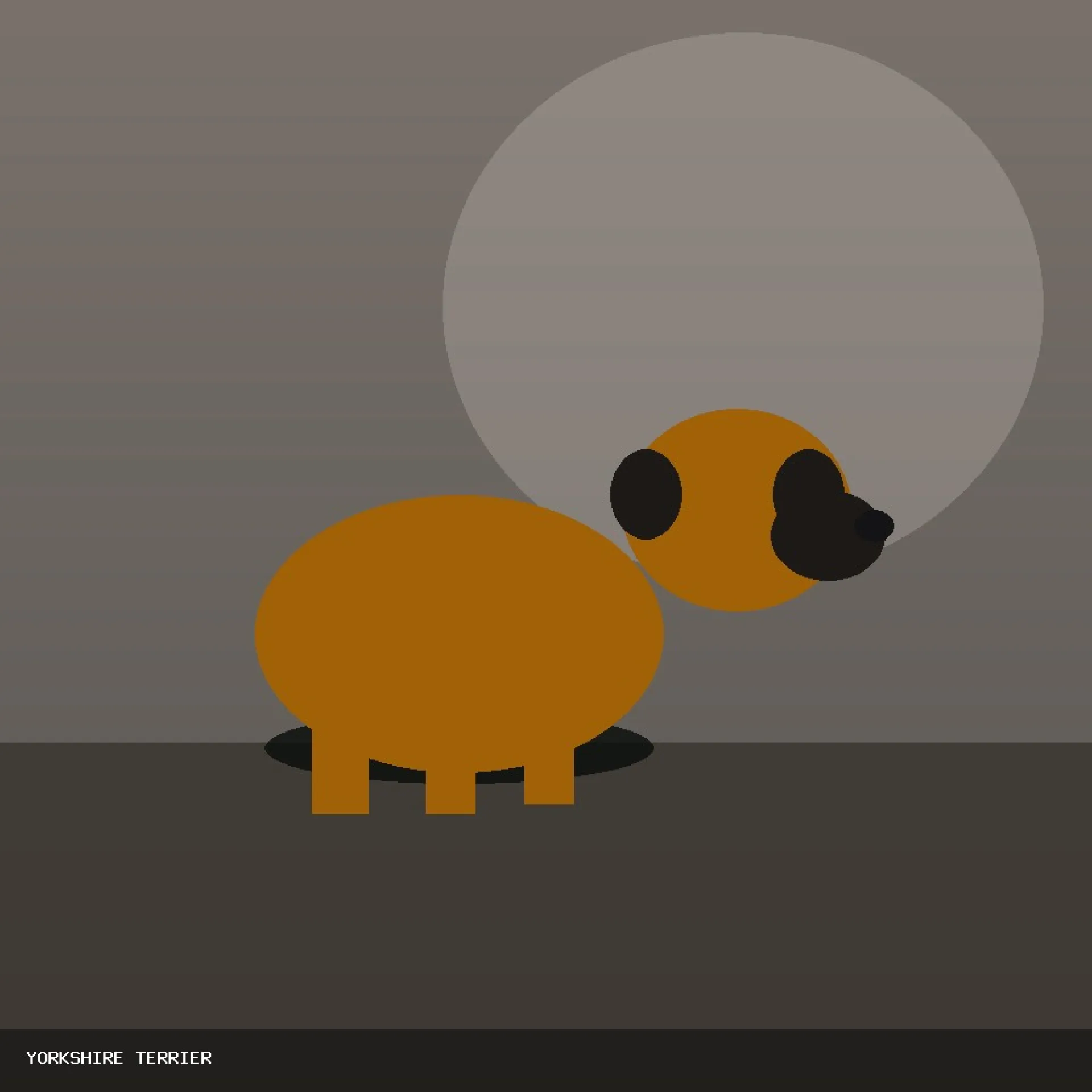 DAM YORKSHIRE TERRIER 27
