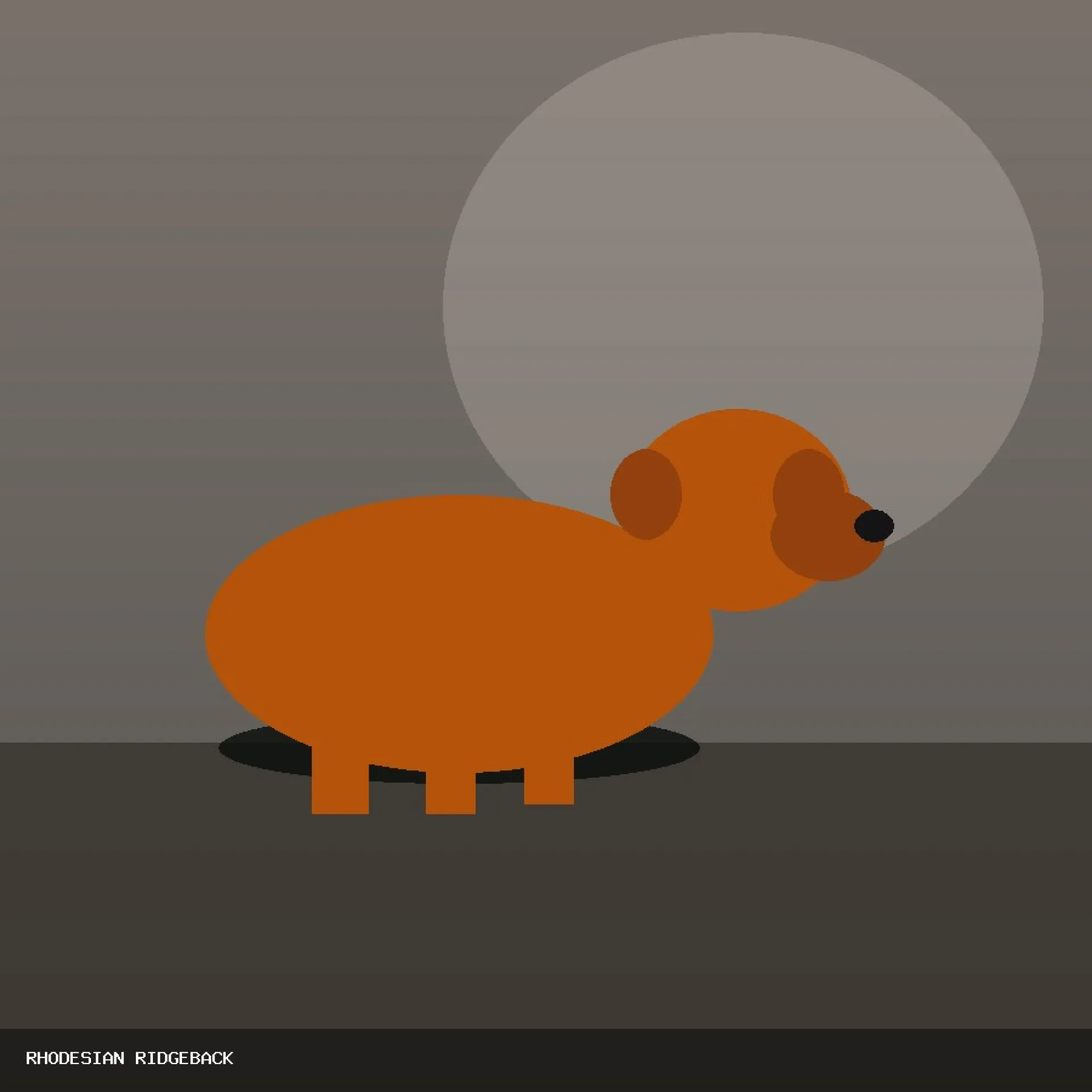 DAM RHODESIAN RIDGEBACK 32
