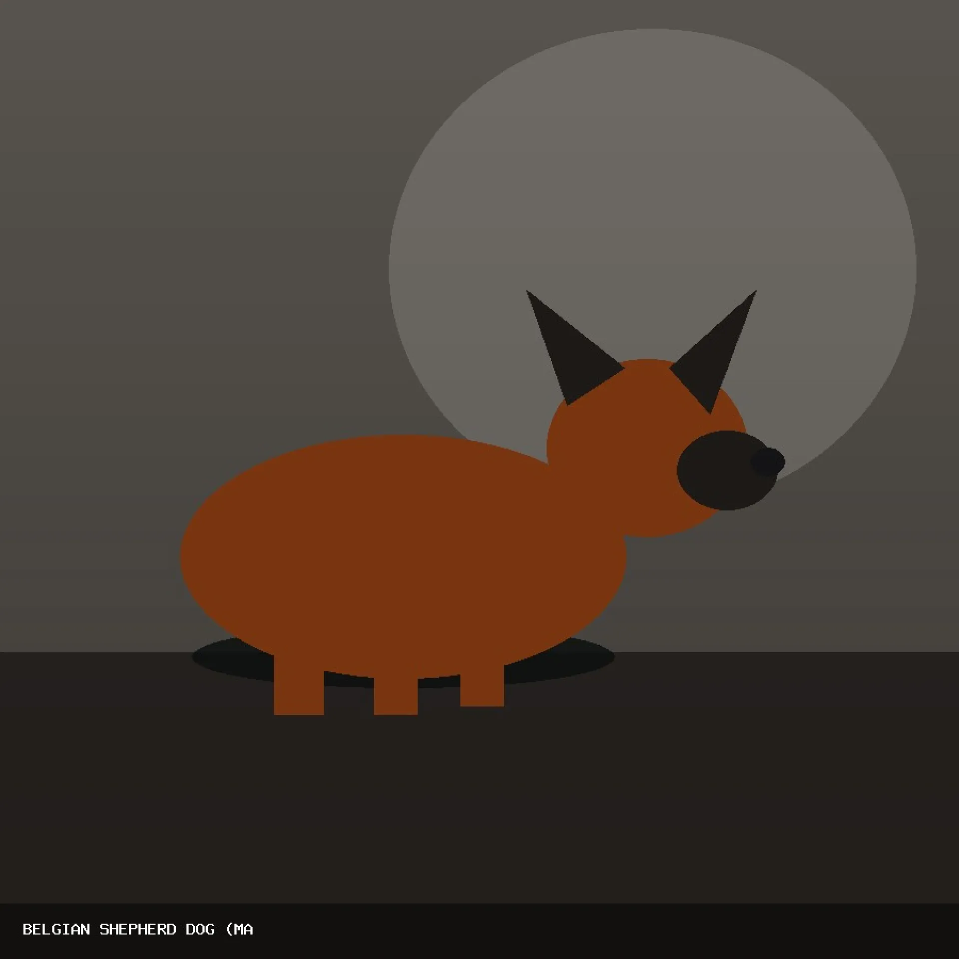 DAM BELGIAN SHEPHERD DOG (MALINOIS) 37
