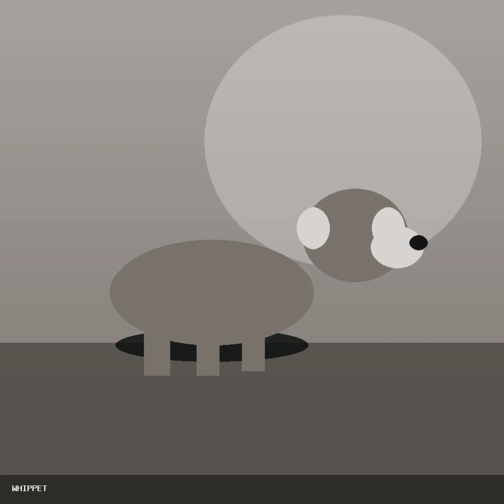 DAM WHIPPET 64