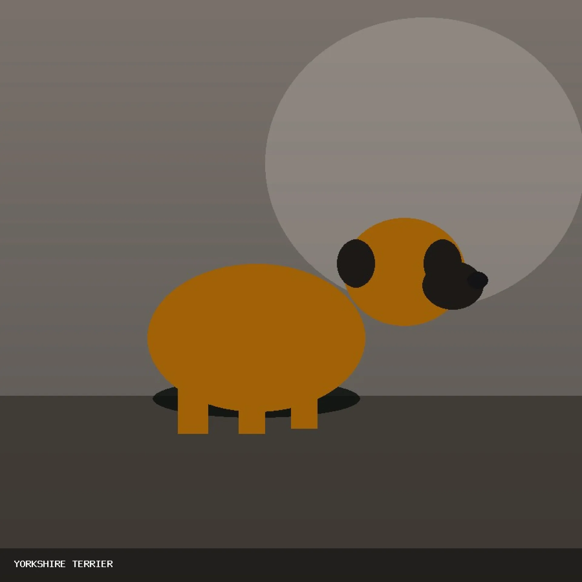 SIRE JACK RUSSELL TERRIER 68