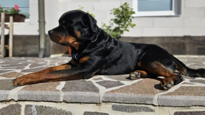 BOSS VON DER WUTHABURG