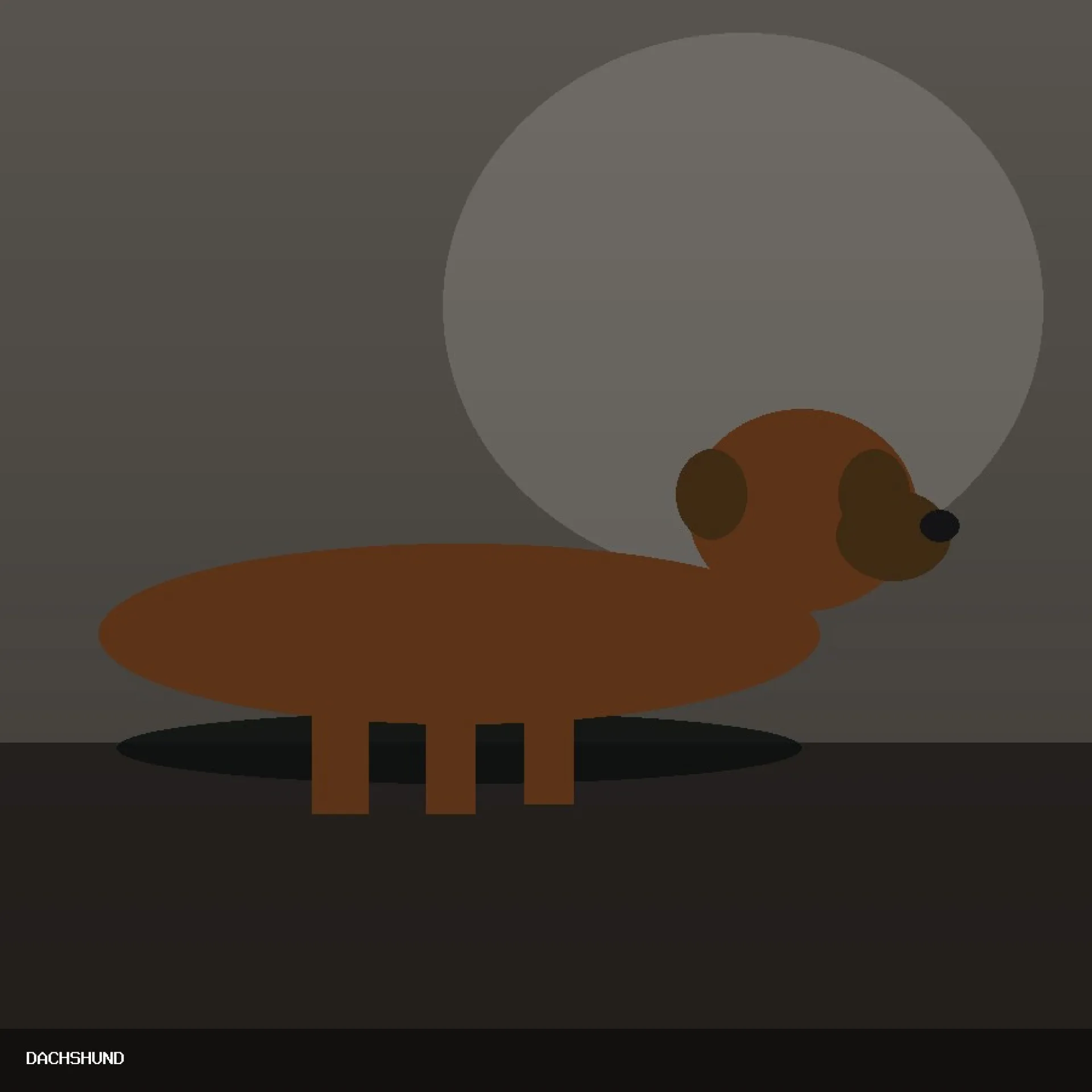 DAM DACHSHUND 10